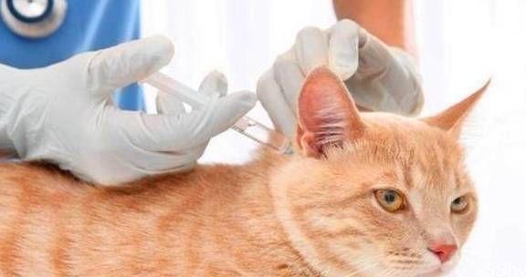 家里猫的了猫瘟，其他猫怎么办？
