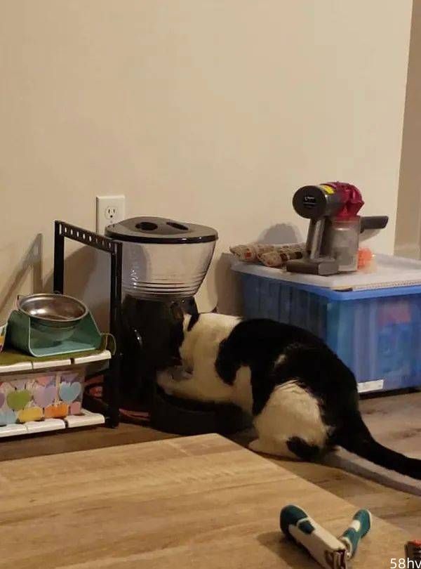 家里有养奶牛猫的，就不要用自动喂食器了，没用！