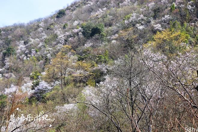 宁波奉化竟有一处野樱秘境，500多亩樱花如雪海，樱花漫道美如画