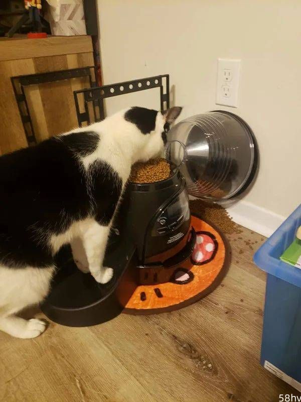 家里有养奶牛猫的，就不要用自动喂食器了，没用！