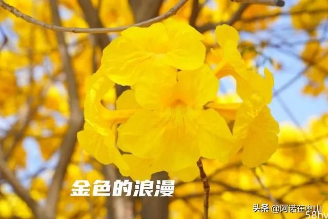 广东中山美到窒息的黄花风铃！城区周边两大小众赏花地约起！