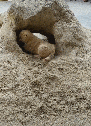小狗挖沙子建设房子，一房一厅，够单身狗居住半年
