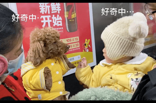 小狗和小孩在电梯相遇，相互试探有点社恐：怎么和我长得不一样？