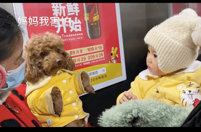 小狗和小孩在电梯相遇，相互试探有点社恐：怎么和我长得不一样？