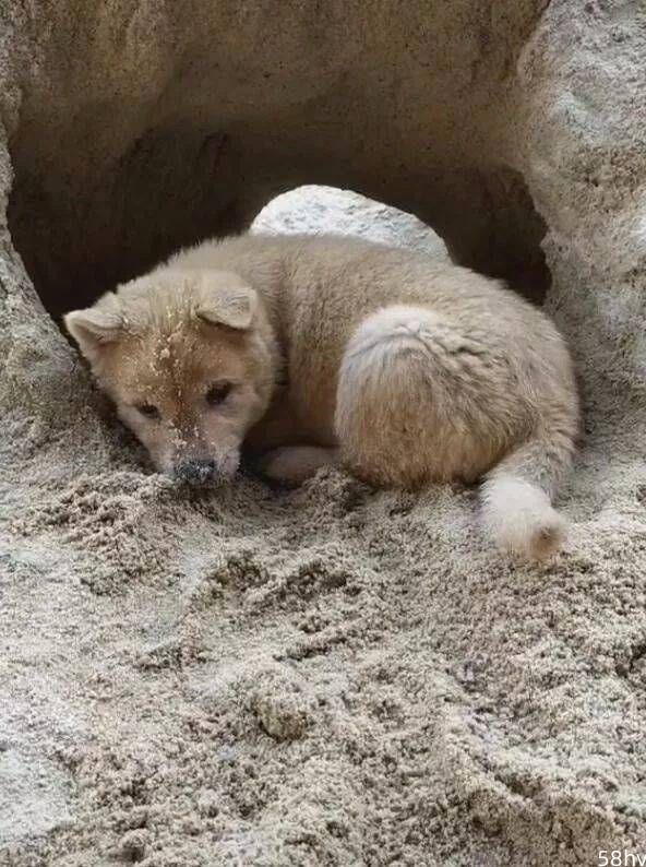 小狗挖沙子建设房子，一房一厅，够单身狗居住半年