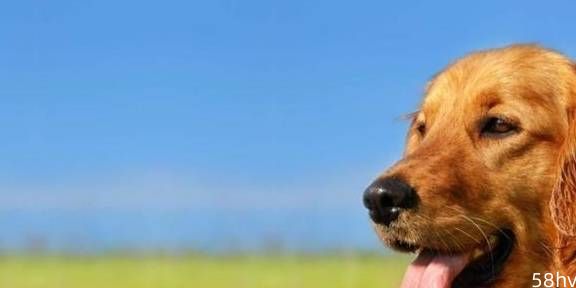 小狗狗低血糖症状的原因及预防