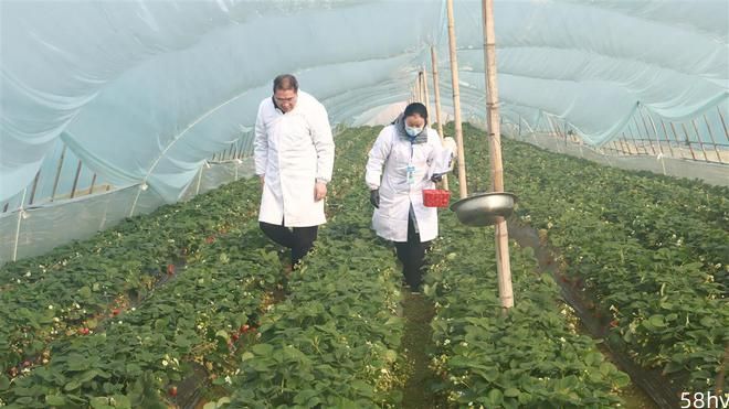 吃草莓的旺季来临，武汉市做了这个检测，结果……