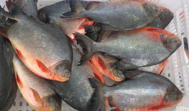 广东美食：以前很流行的红鲳鱼为什么现在在广东菜市场比较少见？