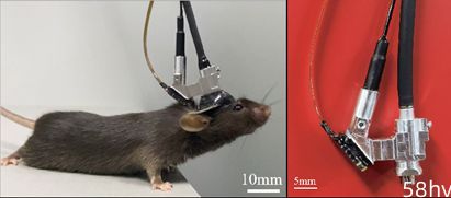 我国科学家首次实现小鼠“深脑成像”