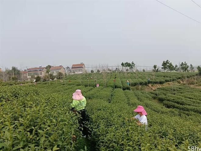 抢占“明前茶”商机，汉产首批绿茶即将开始采摘