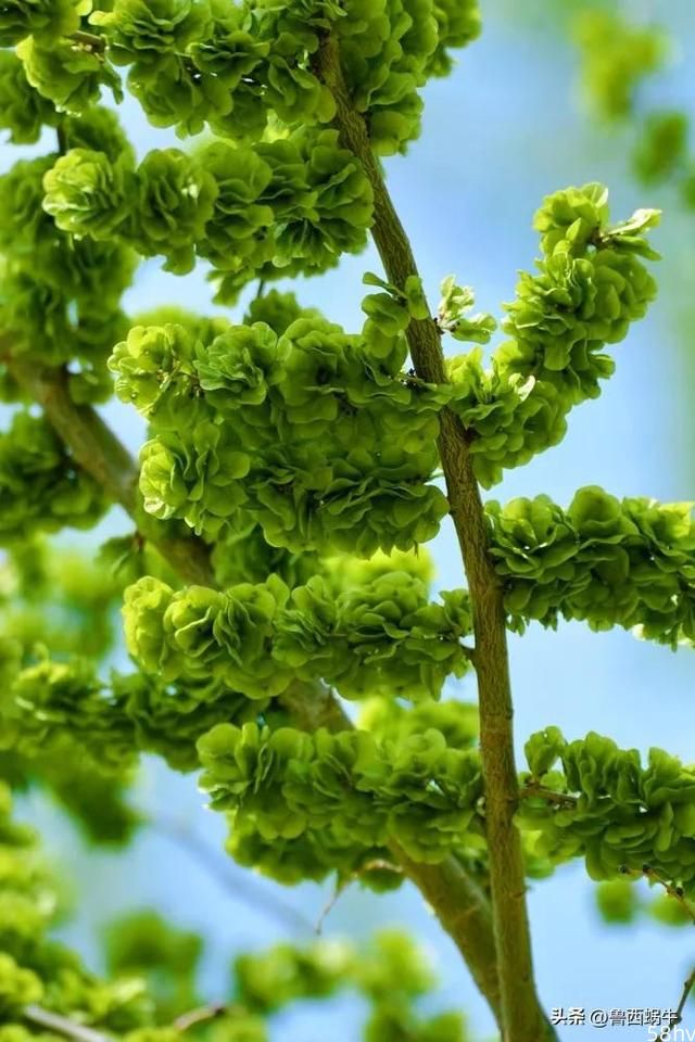 春天有太多可以吃的绿色:荠菜、黄蒿、蒲公英、榆钱、香椿、槐花