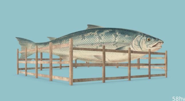 日本允许出售CRISPR编辑后的鱼，比普通鱼多出17%肌肉