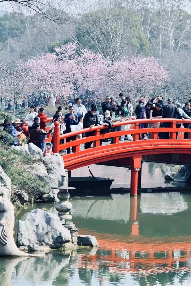 樱花引得百花开，省外游客踏春来，花城武汉开启“人从众”模式