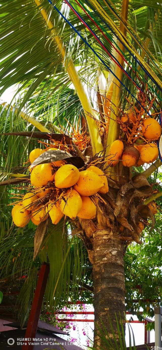晒晒海南的热带水果