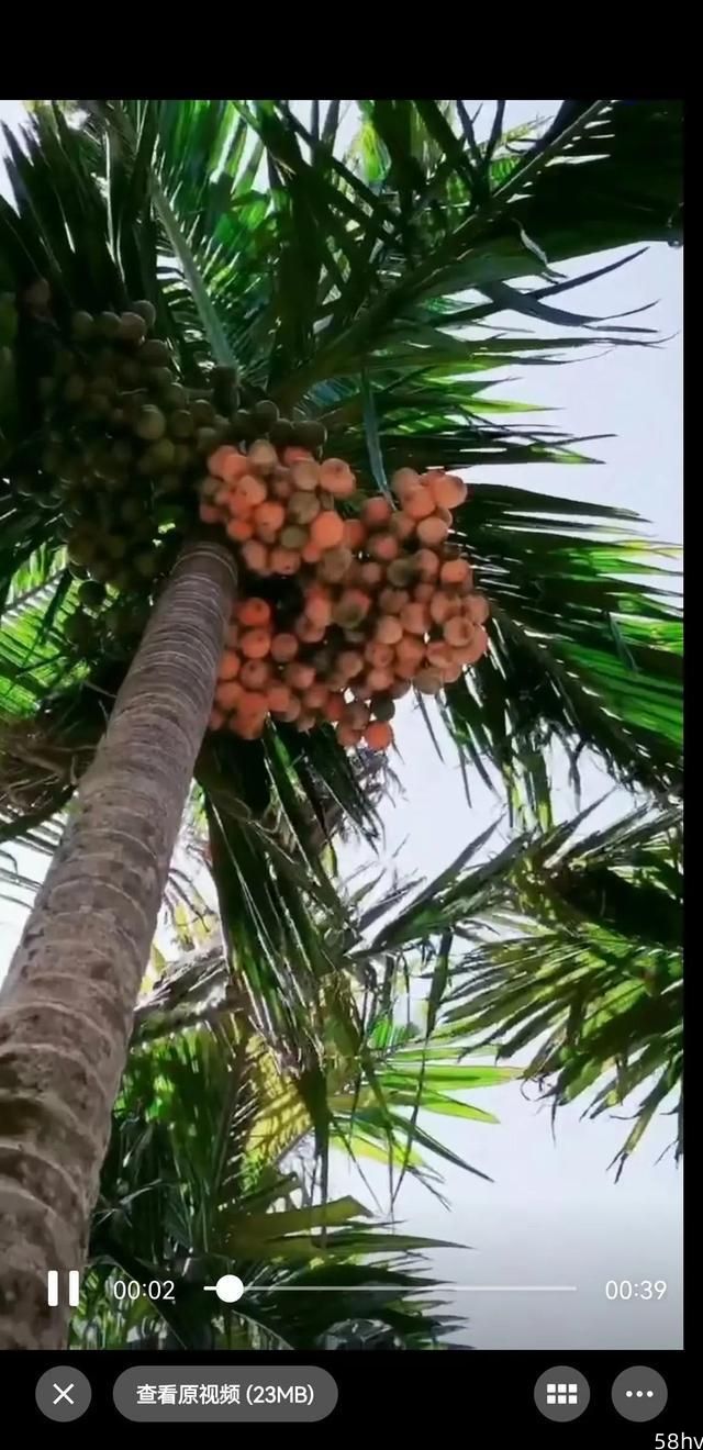 晒晒海南的热带水果