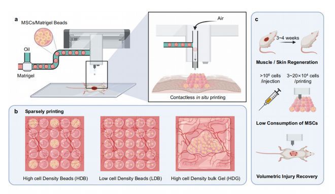 清华团队开发高通量干细胞微球3D打印机，对40%表皮损毁的小鼠实现再生修复，并揭示干细胞的再生修复机制