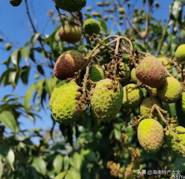 海南第一批桂花香荔枝上市，目前价格如何？