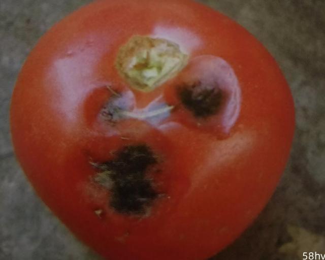 番茄果面生黑斑点不好卖，您能分得清是啥病吗？看看您认识几种