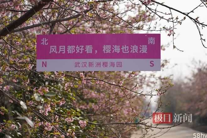 第二届楚风樱花节启幕，武汉新洲百亩樱花园等你来打卡