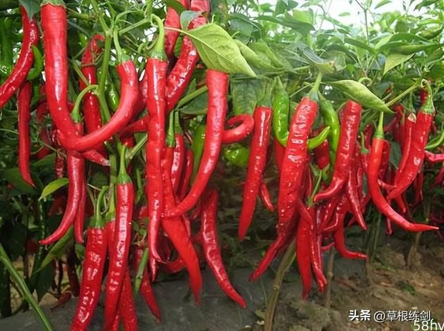 立此存照：辣椒原产地可能是云南，古人类将其带到美洲