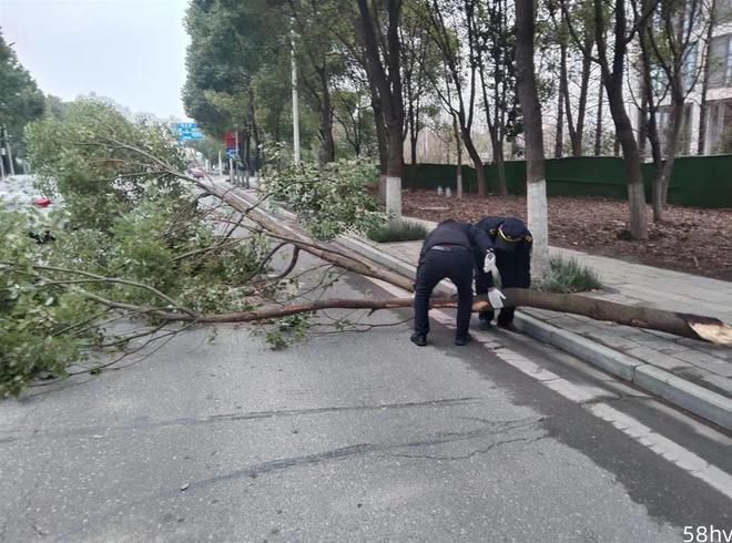 行道树断裂挡住马路，武汉东西湖城管路长及时清理保畅通
