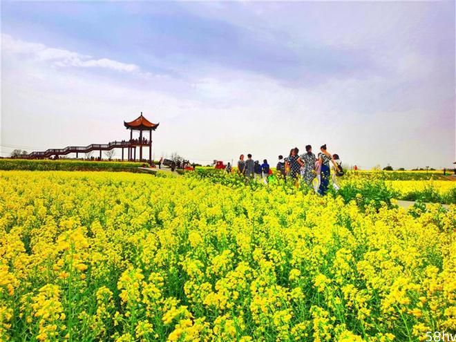 赏花海品特色美食，2023年湖北省油菜花节将在荆门举办