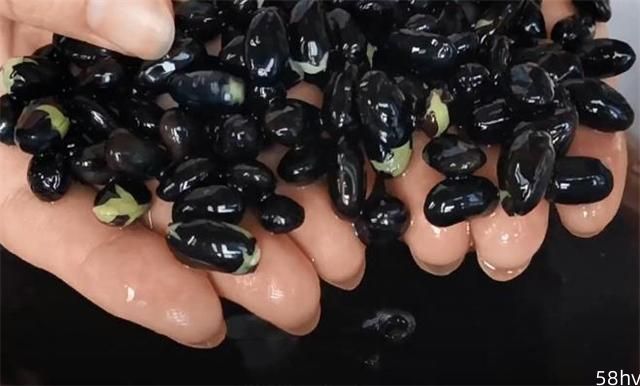 黑豆粒粒都是宝，不打豆浆，不熬粥，做法简单，看一遍就能学会