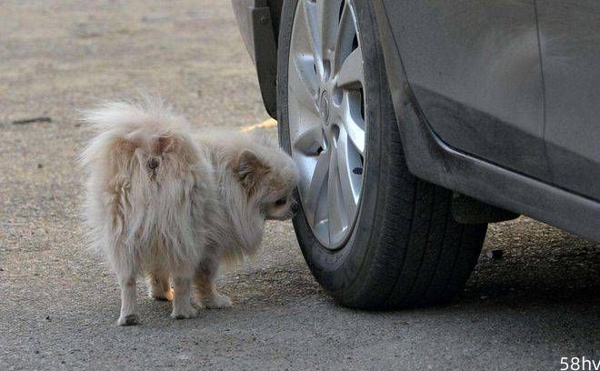 “我的狗每次出门都要对着轮胎撒尿，轮胎究竟有什么魔力？”