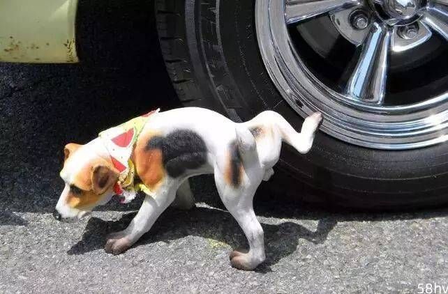 “我的狗每次出门都要对着轮胎撒尿，轮胎究竟有什么魔力？”