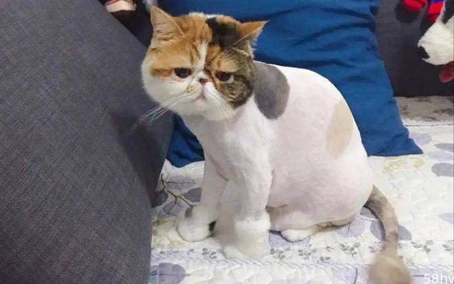 “给猫剃光毛发，对它们而言其实是酷刑”