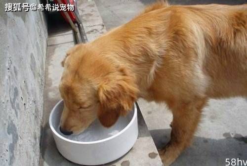 【宠物的养护】狗狗拉肚子严重吗？狗狗拉稀了要禁水吗