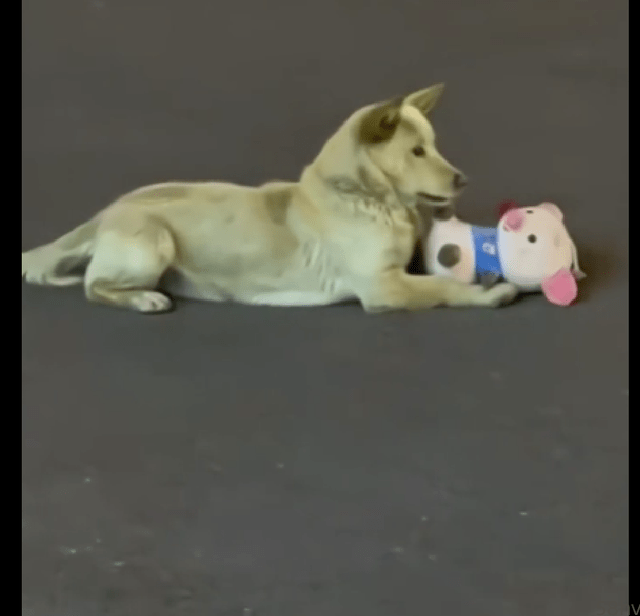 一只流浪狗在马路上玩，叼着一个玩具猪来回看，多渴望有个人陪它