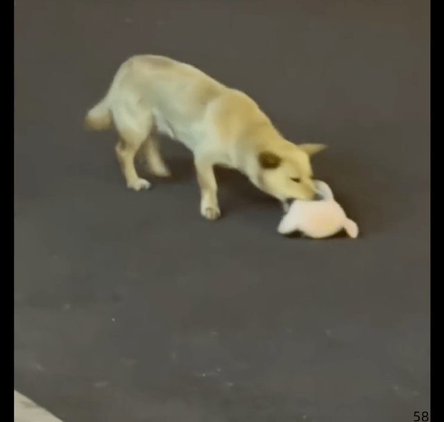 一只流浪狗在马路上玩，叼着一个玩具猪来回看，多渴望有个人陪它