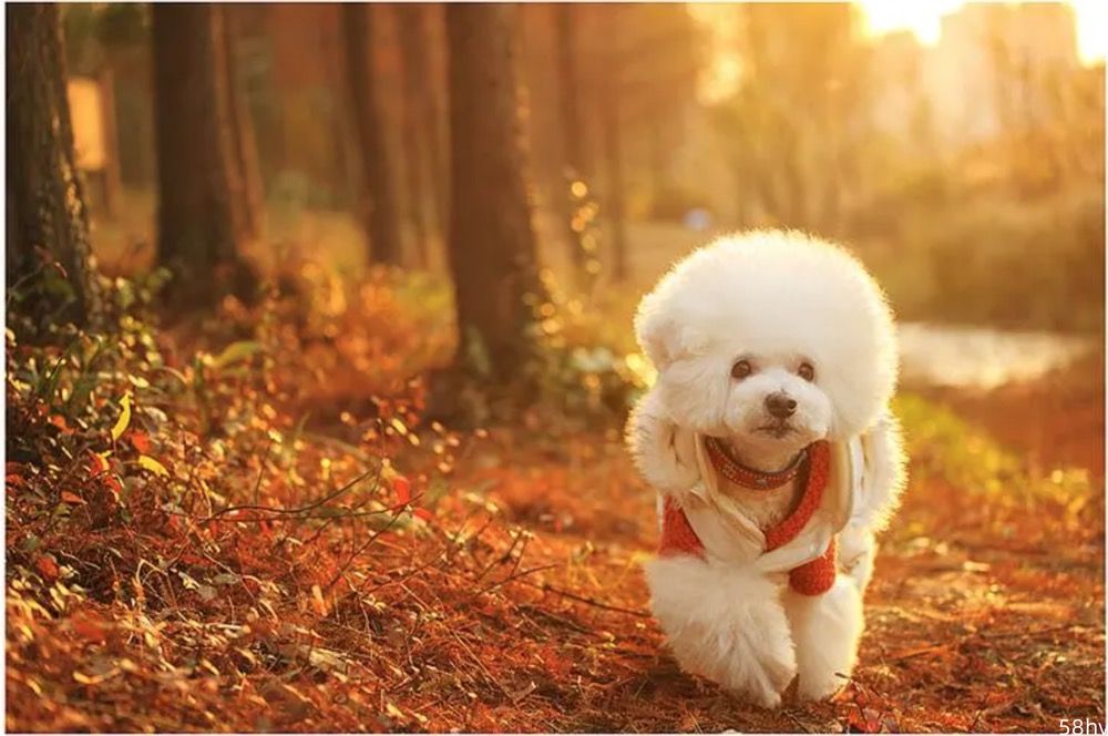 世界上最小的10种名贵犬，最美的源于我国，以后养宠物不必再纠结