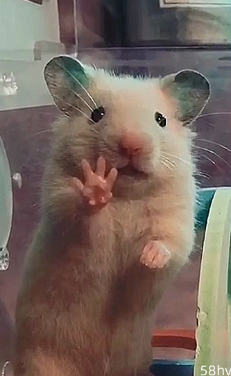人给小鼠拍照，萌小鼠竟对镜头伸爪爪，鼠：给我来四个小饼干！