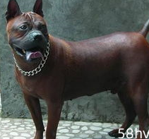 五种打猎最强的中国猛犬，藏獒不上榜，四川这种狗狗最厉害