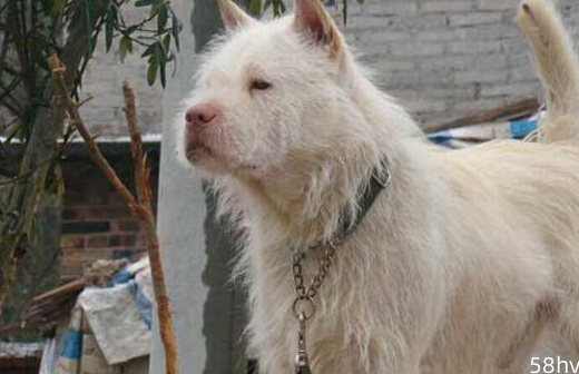 五种打猎最强的中国猛犬，藏獒不上榜，四川这种狗狗最厉害
