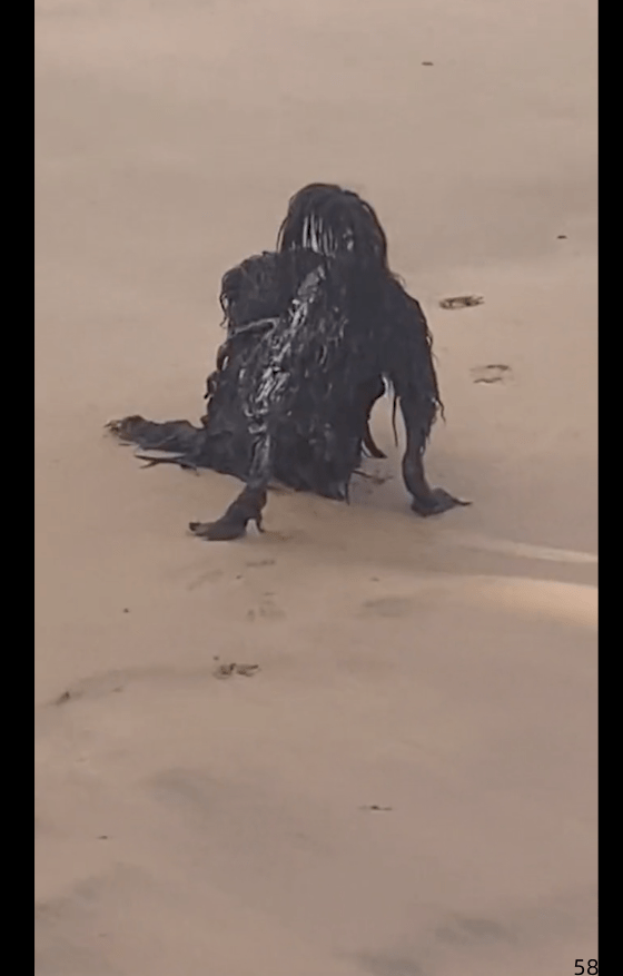 以为沙滩上出现一只水鬼，看清后哭笑不得！姿势真是有够吓人的！