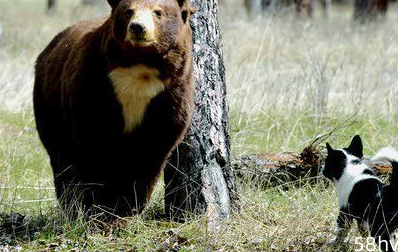 俄罗斯原住民崇尚猛犬，但不是高加索犬，而是这种专门杀熊的猛犬