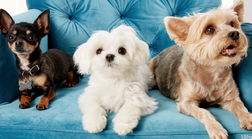 假如上帝送你一只宠物，这4只狗狗你选谁？网友：拒绝“非主流”