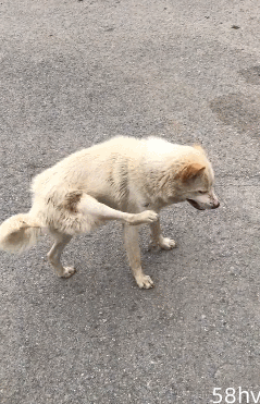 偶遇一只被车撞的狗，仅靠三只脚走路，见人就开心摇尾巴！