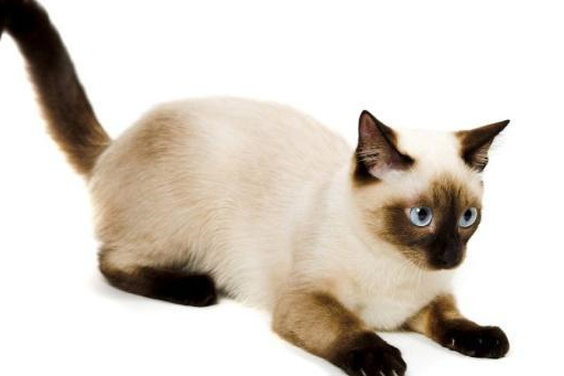 关于暹罗猫你的了解有多少？想养它的来看看吧