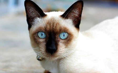 关于暹罗猫你的了解有多少？想养它的来看看吧