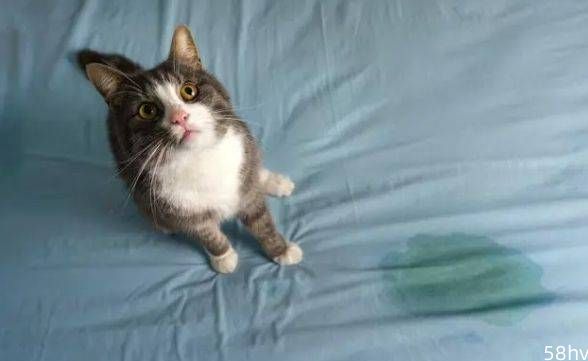养了2年的母猫竟然在床上尿了，猫咪突然乱尿的原因有哪些？
