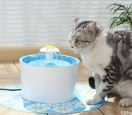 养猫多年，终于发现让猫喝水的好方法，还有一个小妙招屡试不爽