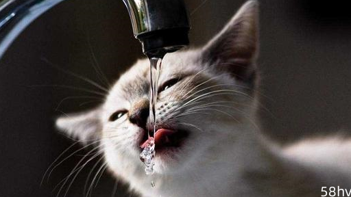 养猫多年，终于发现让猫喝水的好方法，还有一个小妙招屡试不爽